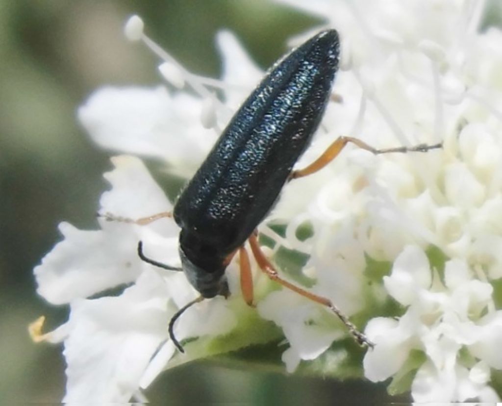 Stenostoma rostratum ssp. rostratum - (Oedemeridae)